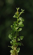 IMG_3979