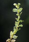 IMG_3980