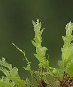 IMG_7478