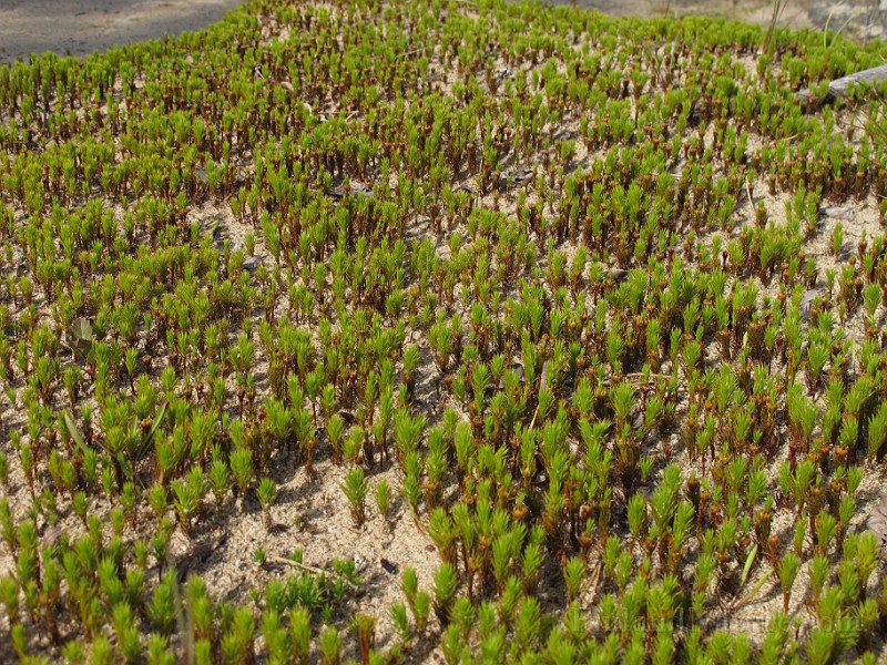 Polytrichum_sp(IMG_0873).JPG