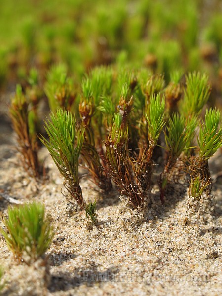 Polytrichum_sp(IMG_0874).JPG