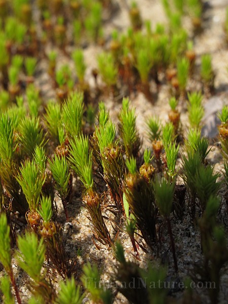 Polytrichum_sp(IMG_0875).JPG