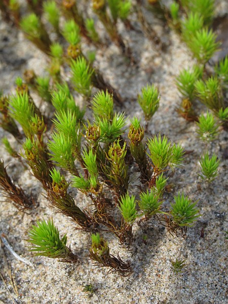 Polytrichum_sp(IMG_0879).JPG