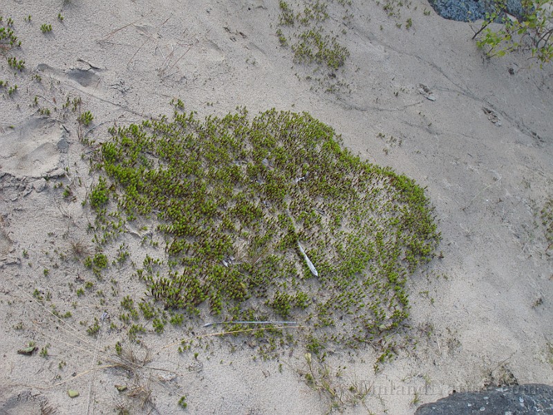 Polytrichum_sp(IMG_0880).JPG