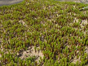 Polytrichum_sp(IMG_0873)
