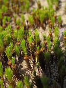 Polytrichum_sp(IMG_0875)