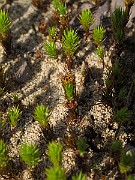 Polytrichum_sp(IMG_0876)