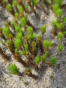 Polytrichum_sp(IMG_0879)