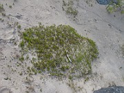 Polytrichum_sp(IMG_0880)