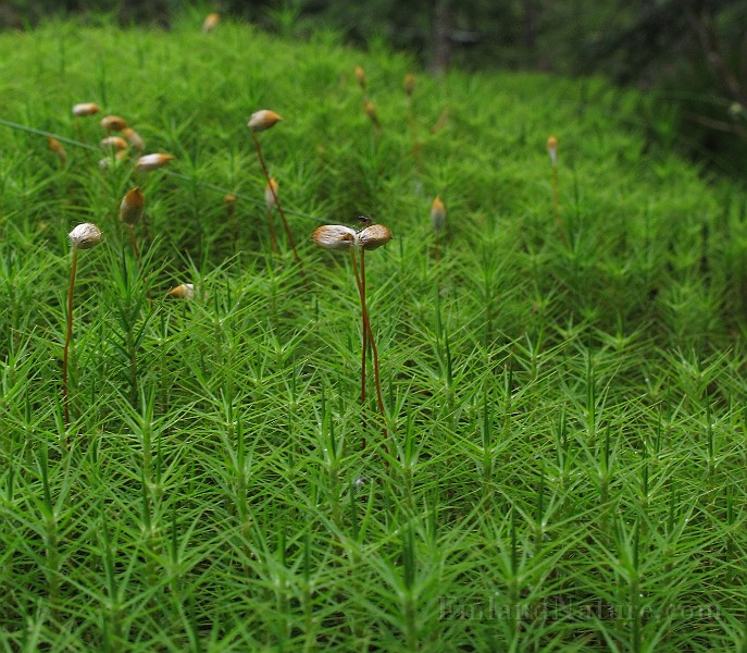 Forest Mosses 2.JPG