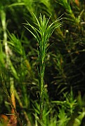 IMG_6954