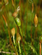 IMG_6962