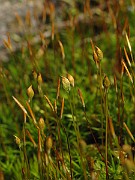 IMG_6963