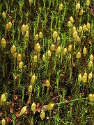 Mosses_CloseUp
