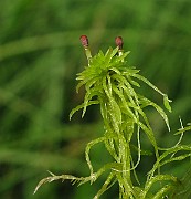 IMG_2761