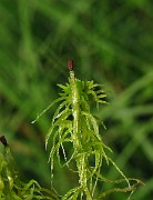 IMG_2762