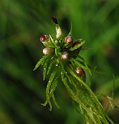 IMG_2763