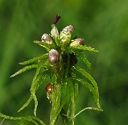 IMG_2764
