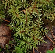 IMG_0847