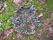 Liverwort sp.02