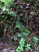 Lobarion sp