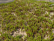 Polytrichium juniperinum