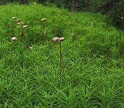 Polytrichum commune