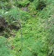 Sphagnum sp.01