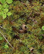 Unidentified Moss 1