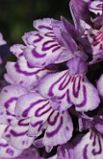 Flora