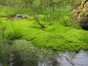 Swamps & Marshes